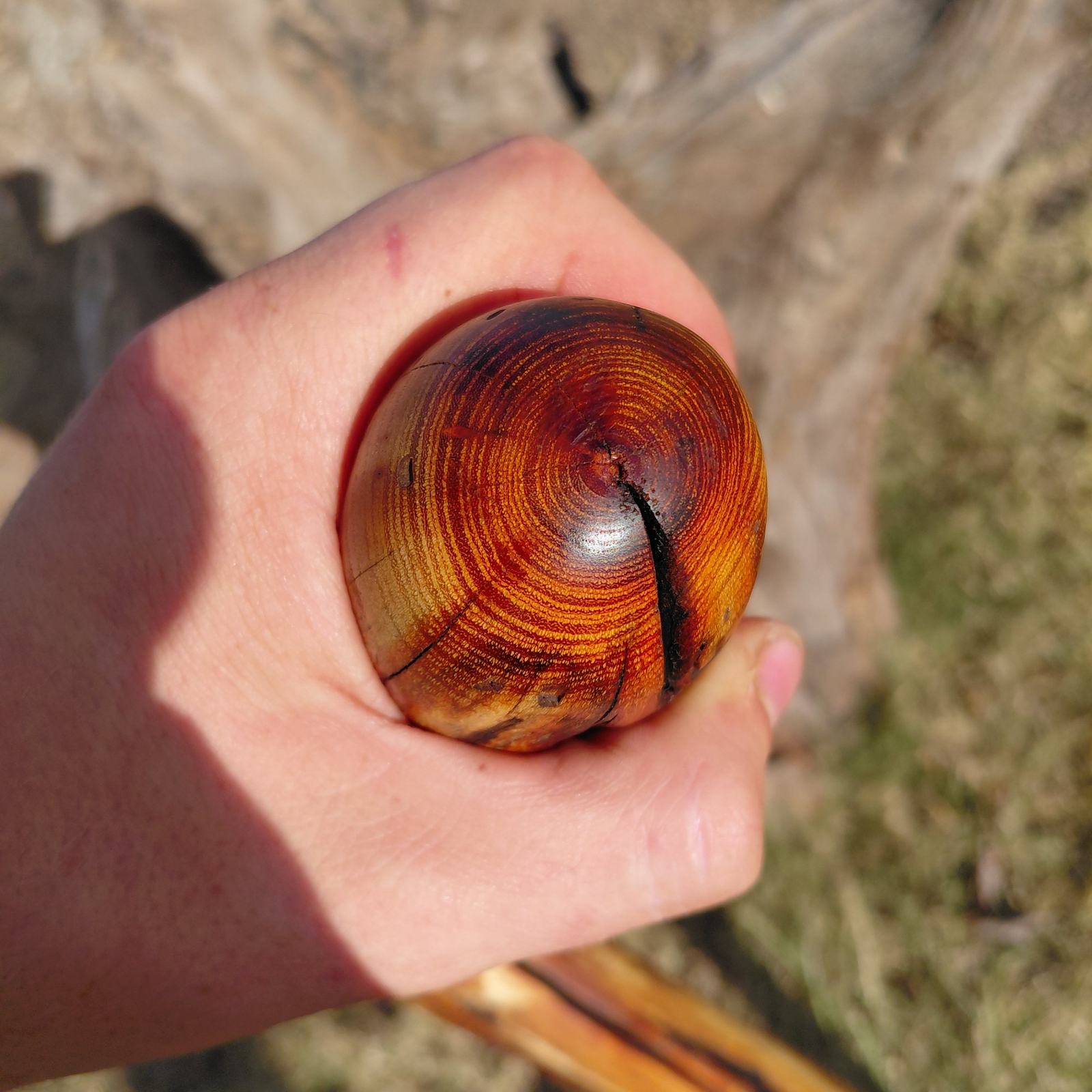 The polished end grain of an eastern red cedar cane knob held in a fist, rings and heartwood showing