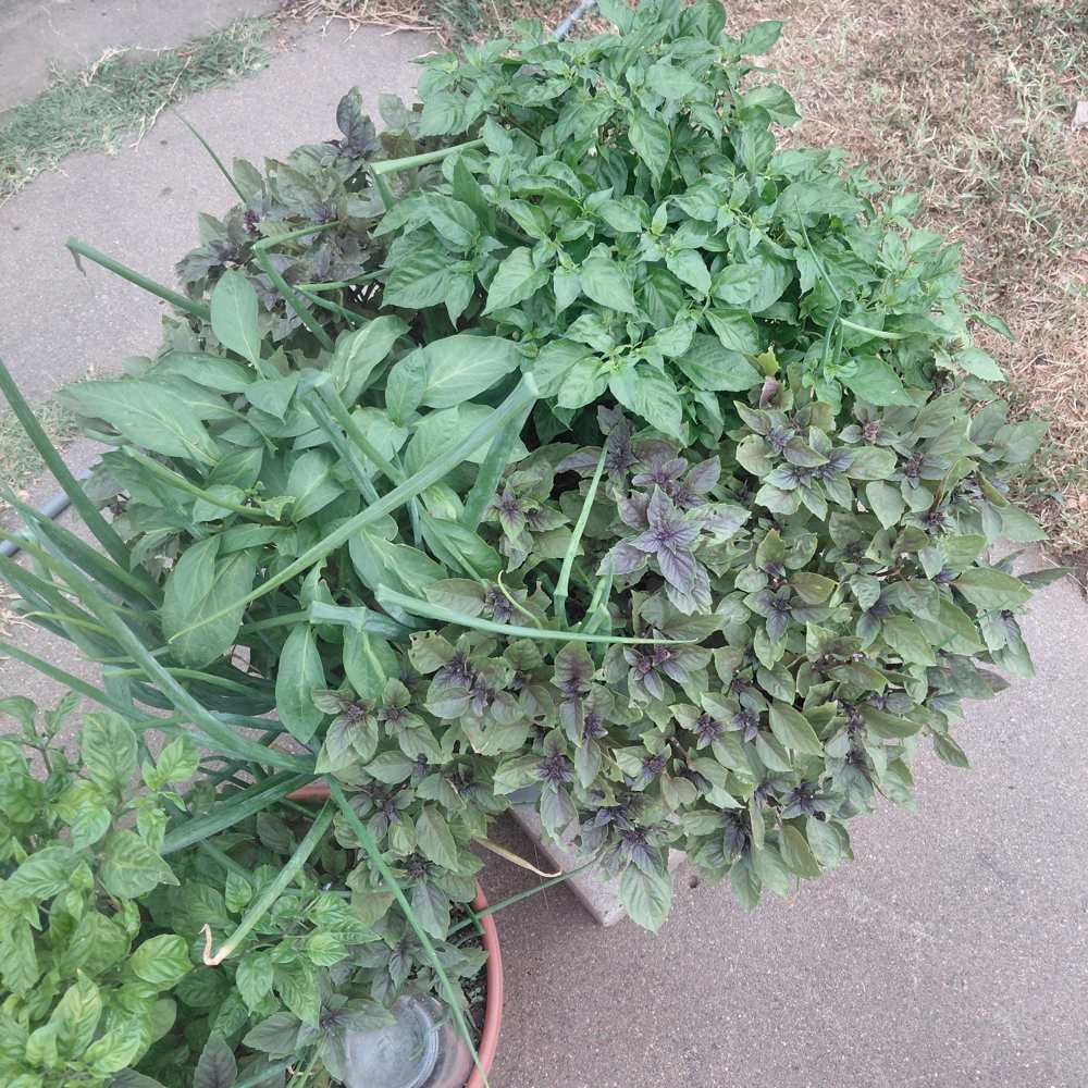 A dense planter of purple basil, pepper plants and green onions spilling over a concrete path.