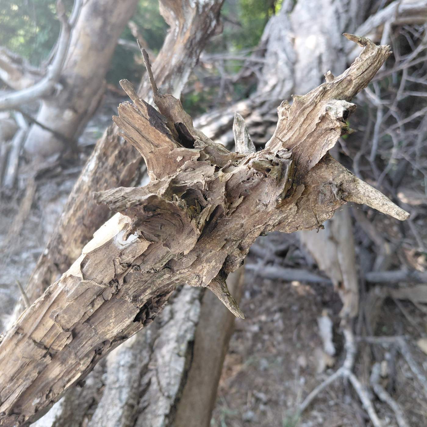 An unworked root ball, dry and weathered, before any cutting or shaping