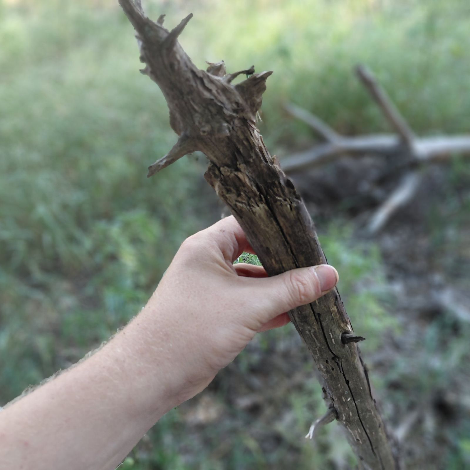 An unworked root piece held in hand before any work has been done to it